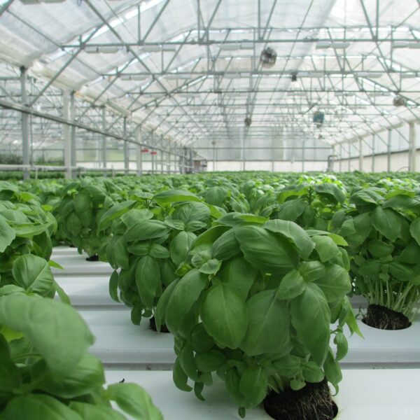 basil grown in a greenhouse