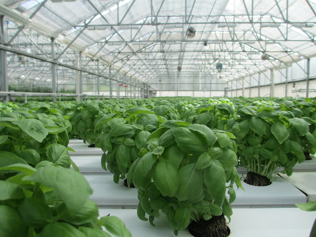 basil grown in a greenhouse