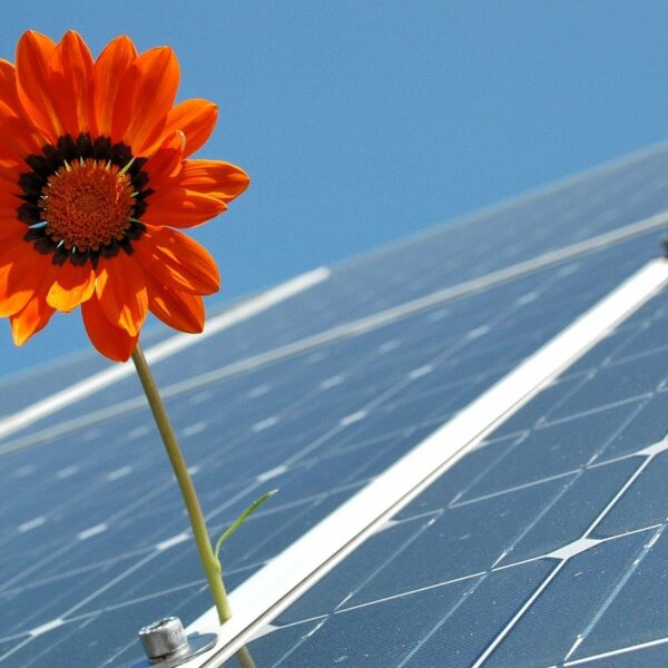 a flower grows near a solar panel