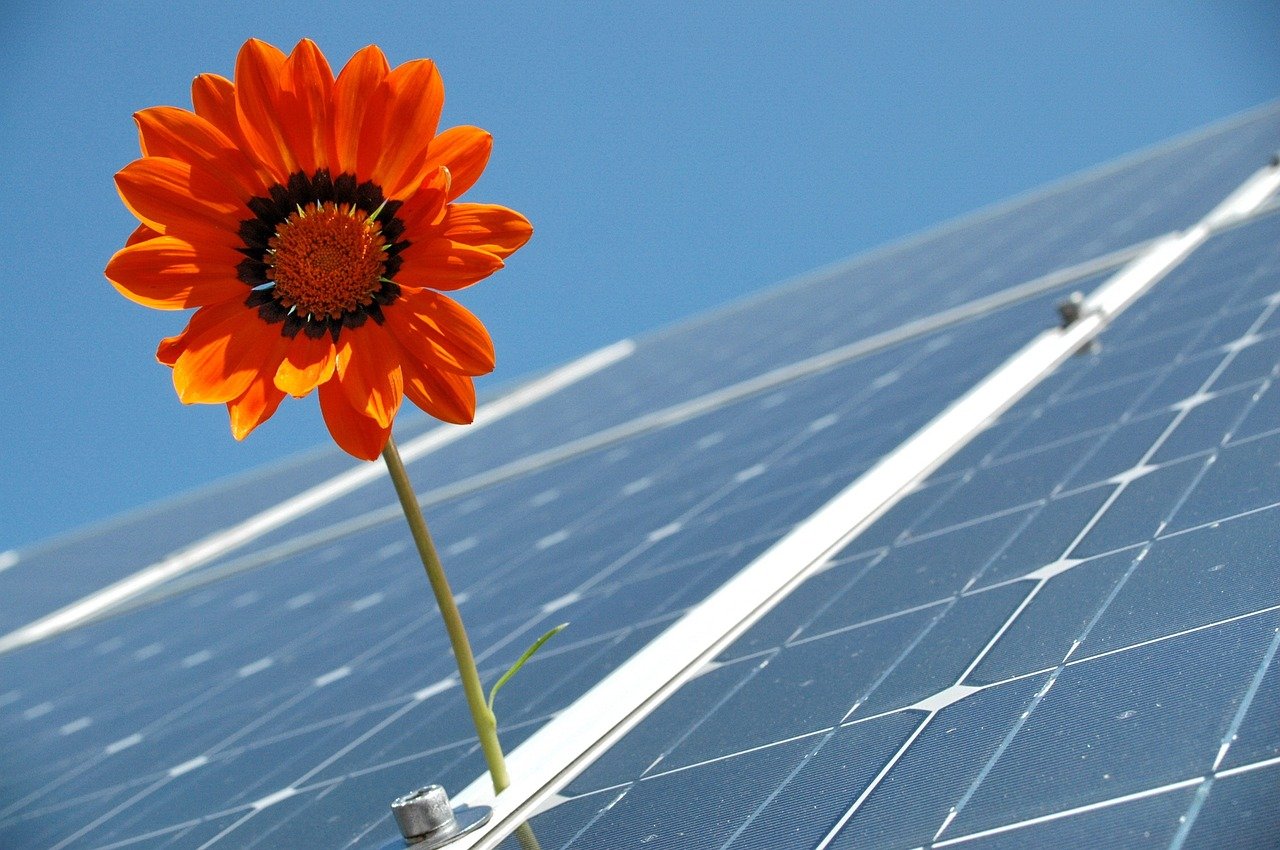 a flower grows near a solar panel